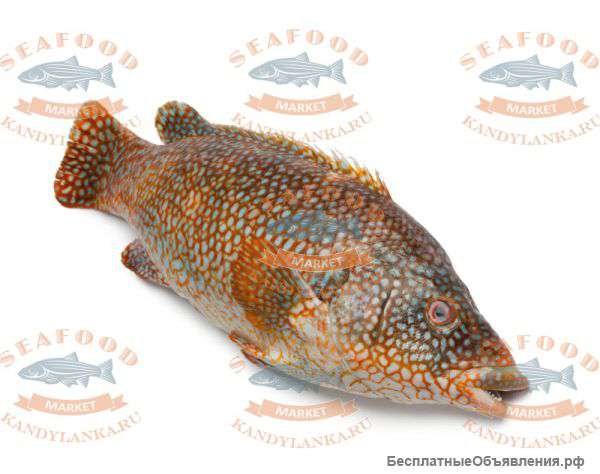 Рыба и Морепродукты продаю