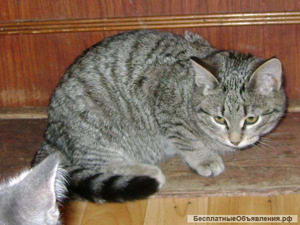 Котенок даром