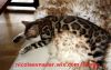 Шикарные бенгальские котята с подарками