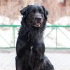 Собака компаньон в добрые руки