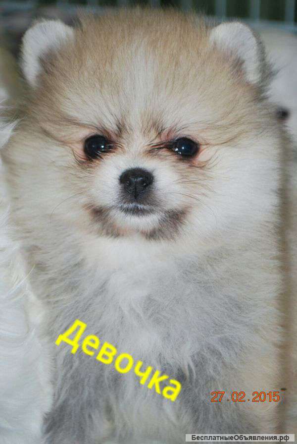 Щенки мальтийской болонки и померанского шпица