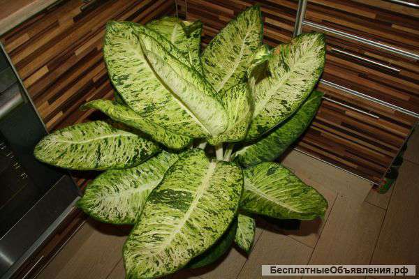 Диффенбахия огромная