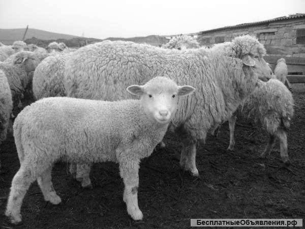 Овцы с ягнятами