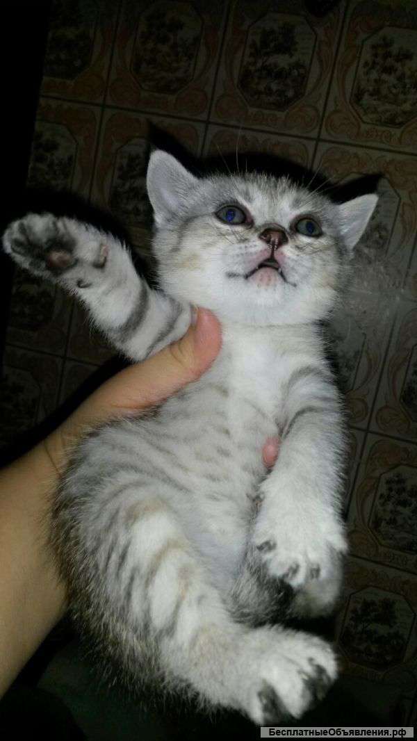 Британский котёнок