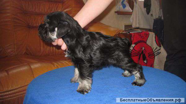 Щенков цверг шнауцера черные с серебром