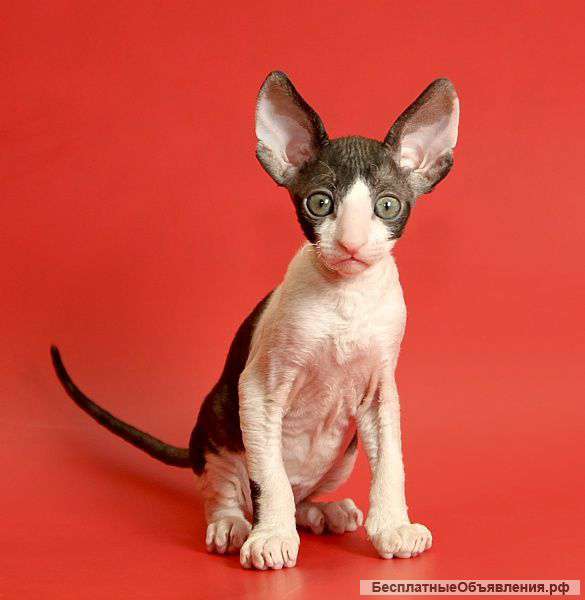 Корниш-рекс элитные котята