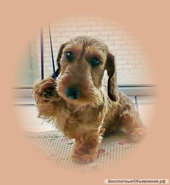 Жесткошерстная кроличья/миниатюрная такса