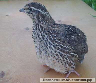 Перепелиные яйца
