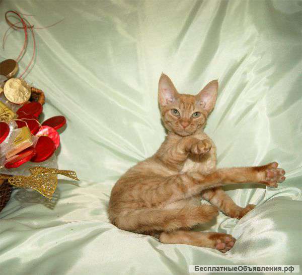 Девон рекс- кудрявые эльфы
