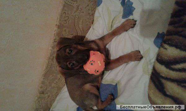 Отдам собаку