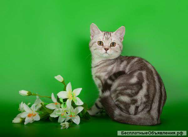 Британские мраморные