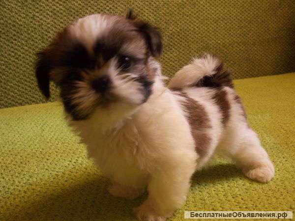 Мини мальчик ши-тцу