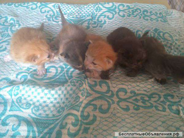 Отдам котят с голубыми глазками, в хорошие руки