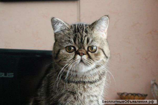 Экзотическая короткошерстная кошка