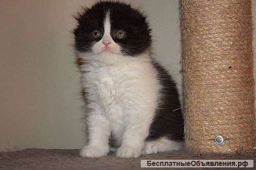 Шотладндские котята скоттиш страйт, фолд, хайленд