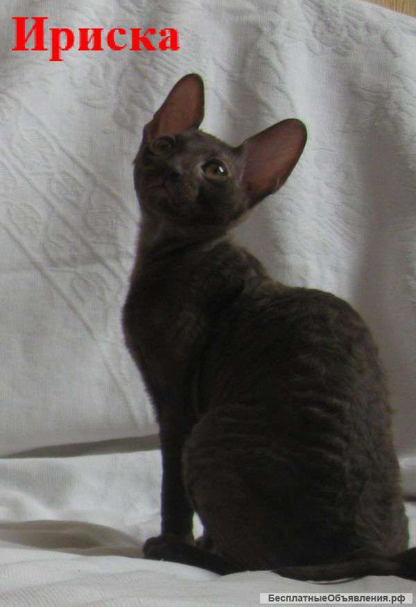 Кудрявая кошечка