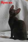 Кудрявая кошечка