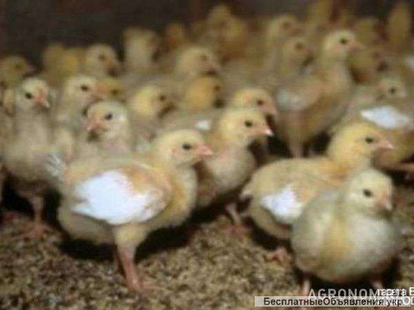 Цыплята бройлеров Кобб 500
