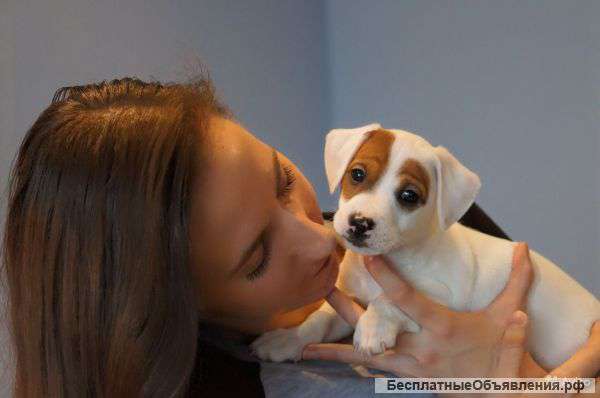 Щеночек Джек Рассел терьера от Юных Чемпионов