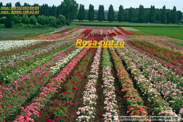 Саженцы роз ОПТ