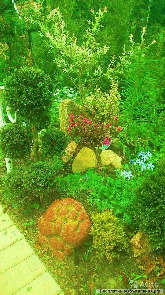 Вечнозеленые растения