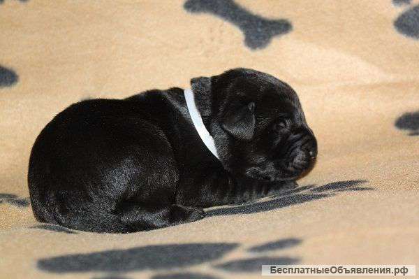 Щенки Лабрадора от Чемпионов, импортные крови