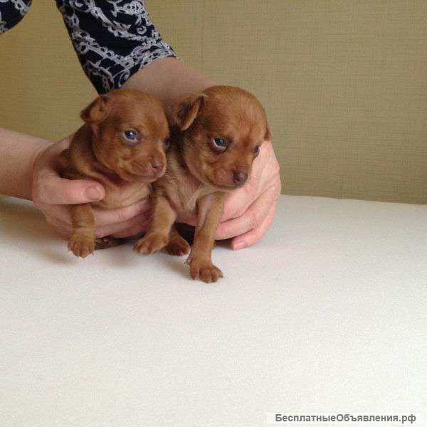 Замечательные щенки русского той терьера