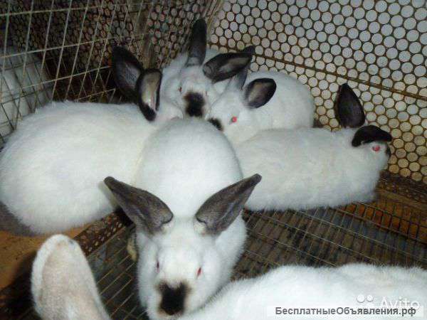 Кролики для Вас