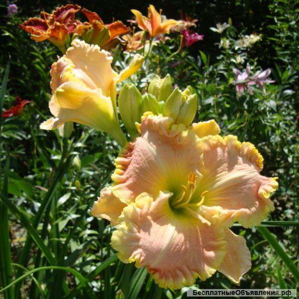 Садовые растения