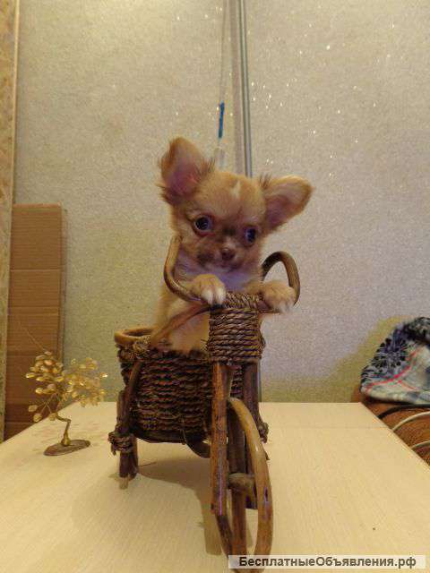 Чихуахуа мальчик