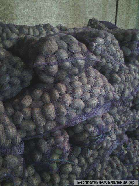 Белорусский картофель