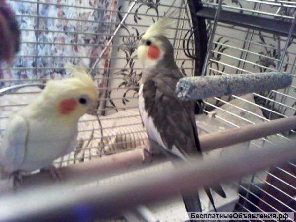 Птиц породы "Кореллы"