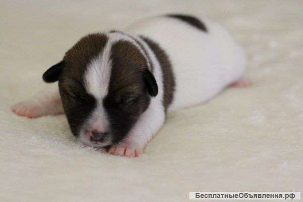 Клубные щенки джек рассел