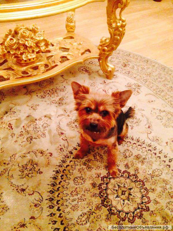 Кобель на вязку. (Йоркширский Терьер)