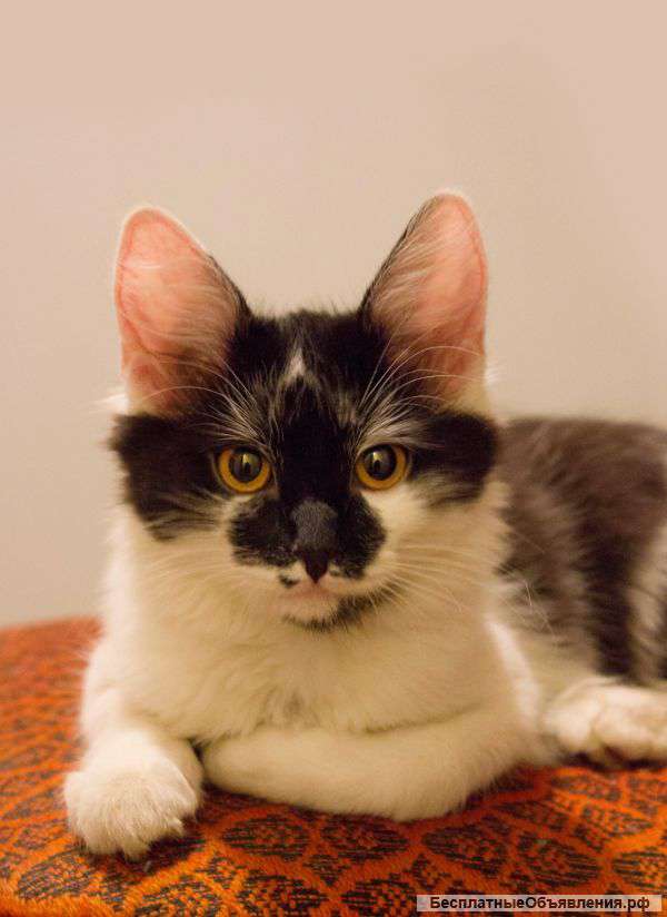 Котенок Тиша ищет маму и папу