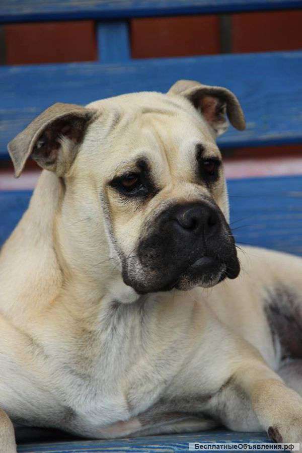 Девочки лучшей породы Ка Де Бо