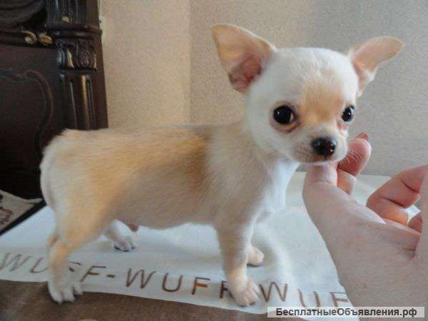 Мальчик чихуахуа г/ш кремового окраса
