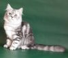 Чистокровная британская кошка