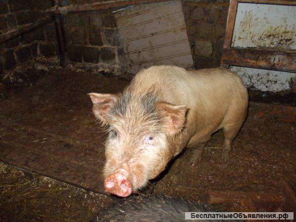 Хряк-производитель
