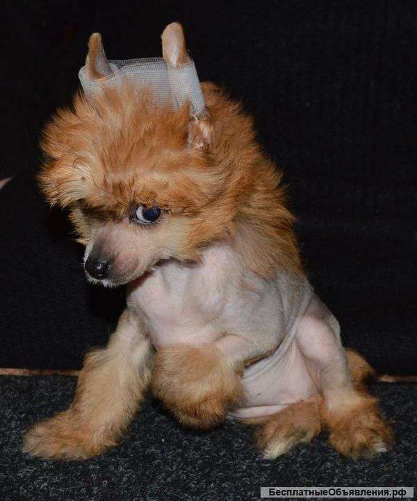 Щенки китайской хохлатой собаки