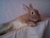Отдам кролика в дар