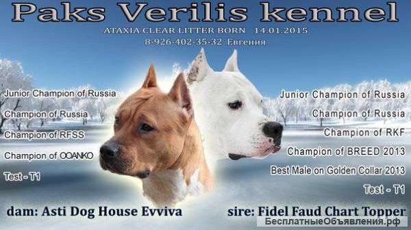 Щенки Амстаффа