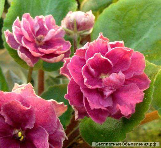 Фиалки коллекционные