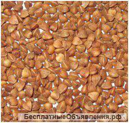 Крупа гречневая от производителя, ГОСТ, оптом