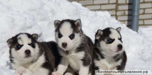 Сибирский хаски Щенки от трех пометов. Там подрощенные, два месяца и три недели. Цвета черный и бе