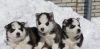 Сибирский хаски Щенки от трех пометов. Там подрощенные, два месяца и три недели. Цвета черный и бе
