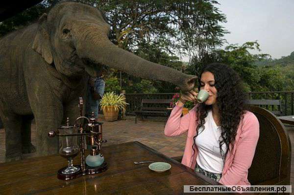 Элитный Кофе black ivory в зернах, настоящий