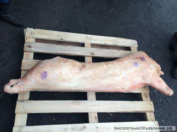 Свинина оптом 1ой категории