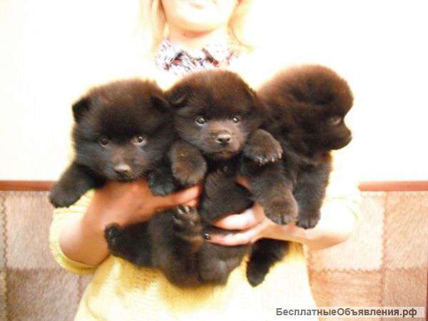 Щенков шиппреке