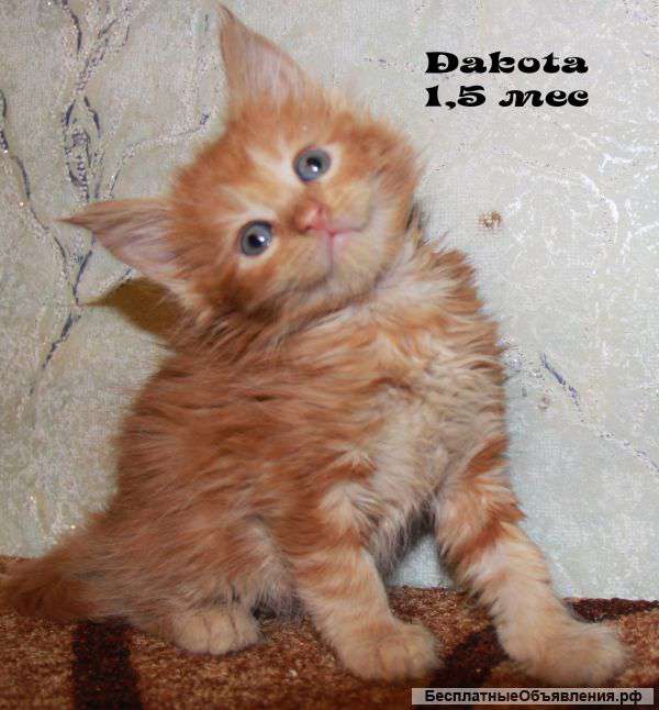 Котята мейн кун в поиске лучших родителей))